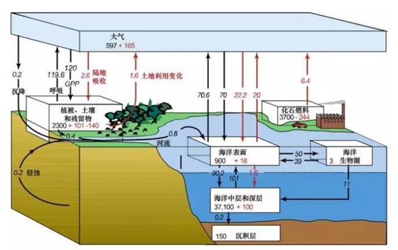 碳循环是什么