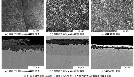 图4 涂层改性前后Super304H 钢和 HR3C钢在650 ℃腐蚀500h后的表面和截面形貌 图4 涂层改性前后Super304H 钢和 HR3C钢在650 ℃腐蚀500h后的表面和截面形貌